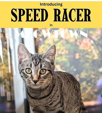 SPEEDRACER - Domestic Short Hair available for adoption