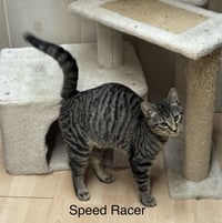 Speedracer - Photo 3