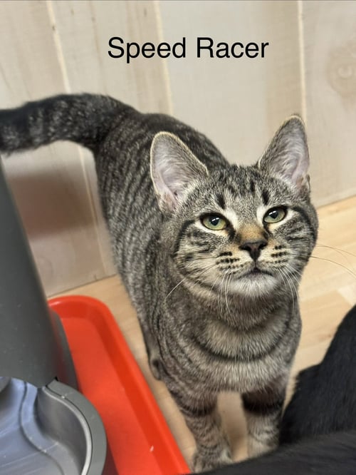 SPEEDRACER - Domestic Short Hair available for adoption