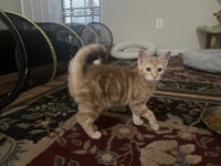 Frankie - Photo 2