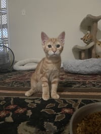 Frankie - Photo 1