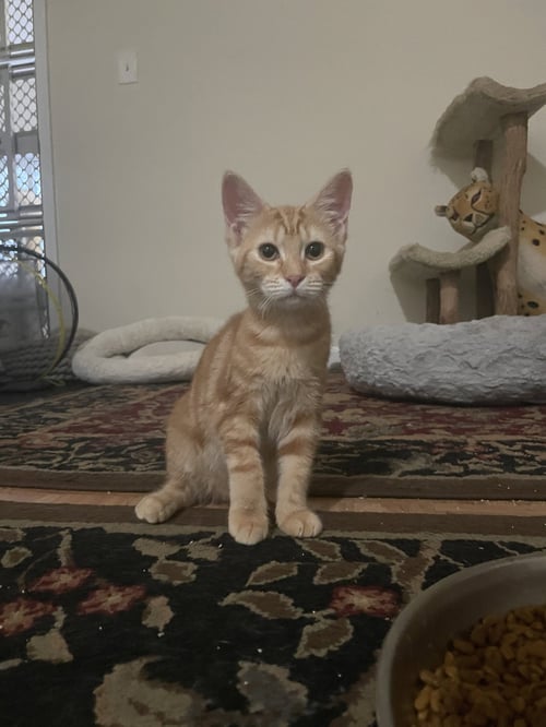 FRANKIE - Domestic Short Hair available for adoption