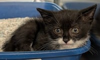 Purrcy - Photo 1