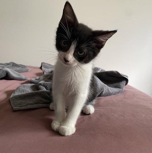 CHAUNCY - Domestic Short Hair available for adoption