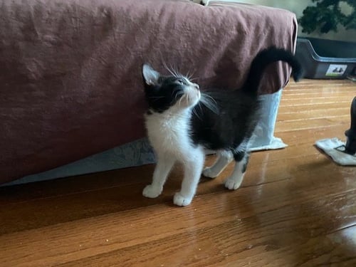 CHAUNCY - Domestic Short Hair available for adoption