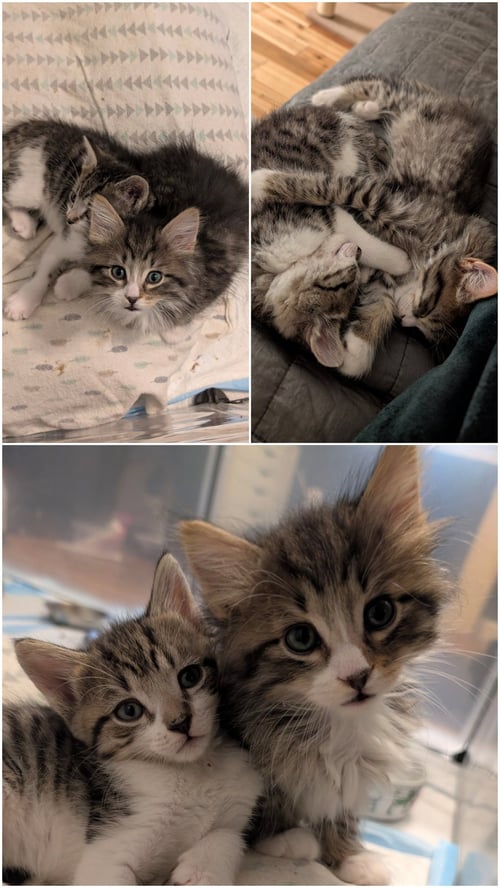 PEGASUS & AURORA BONDED - Domestic Medium Hair available for adoption