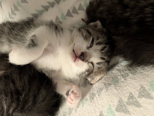 PEGASUS & AURORA BONDED - Domestic Medium Hair available for adoption