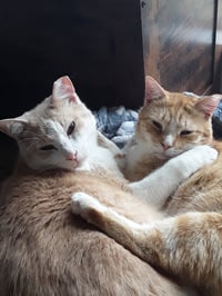 Jerry (& Jesse) bonded - Photo 4