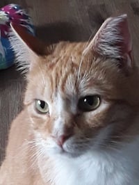 Jerry (& Jesse) bonded - Photo 3