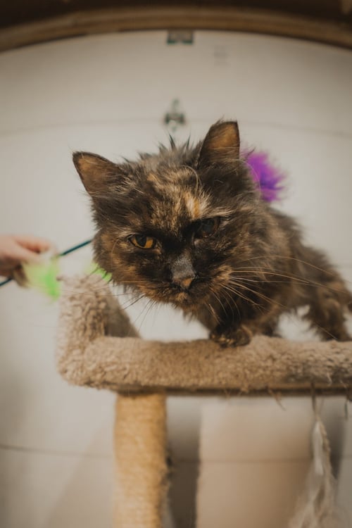 HOWIE - Domestic Medium Hair available for adoption