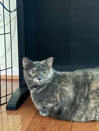 Cheree NEEDS FOSTER HOME GOOD W DOGS - Photo 5