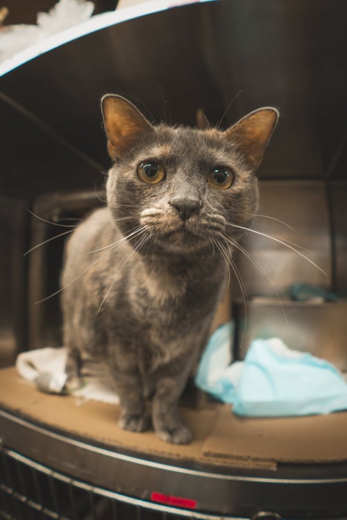 CHEREE NEEDS FOSTER HOME GOOD W DOGS - Domestic Short Hair available for adoption