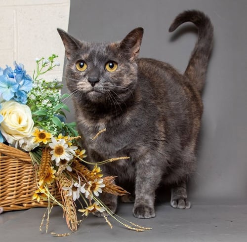 CHEREE NEEDS FOSTER HOME GOOD W DOGS - Domestic Short Hair available for adoption