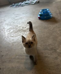 Suni - Photo 2