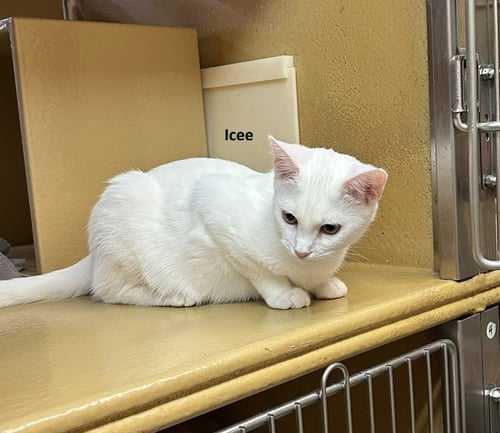 ICEE, SNOWMAN & GLACIER *BONDED* - Domestic Short Hair available for adoption