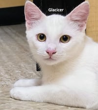 Icee, Snowman & Glacier *BONDED* - Photo 3