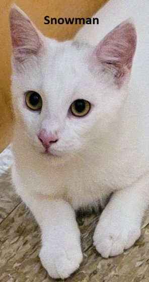 ICEE, SNOWMAN & GLACIER *BONDED* - Domestic Short Hair available for adoption