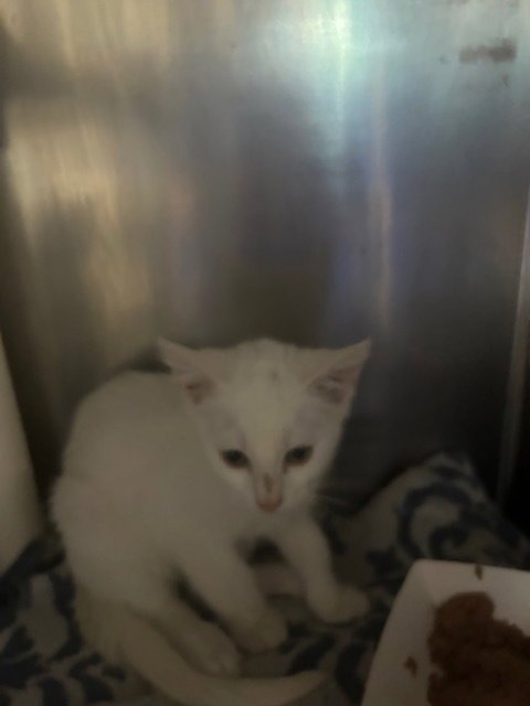 ICEE - Domestic Short Hair available for adoption