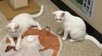 Icee, Snowman & Glacier *BONDED* - Photo 4
