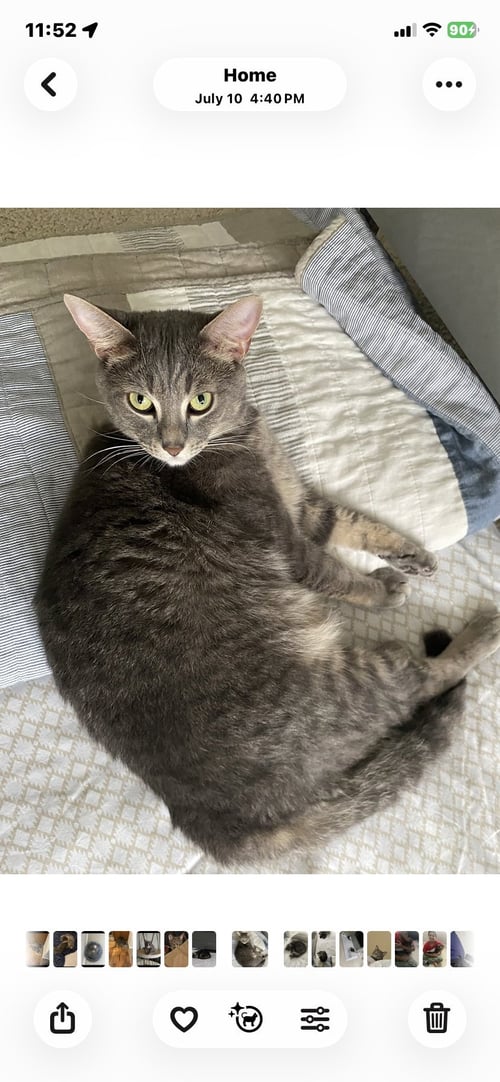 WINDY & STORMY - BONDED - Domestic Short Hair available for adoption