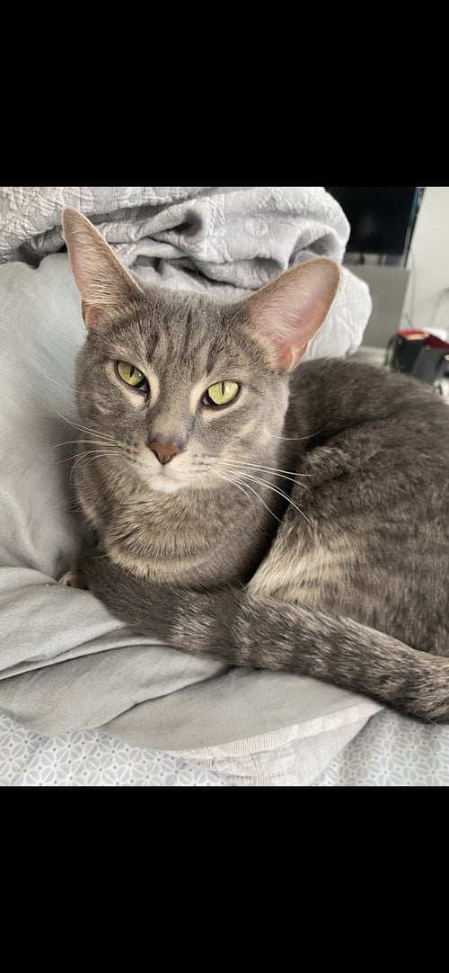 WINDY & STORMY - BONDED - Domestic Short Hair available for adoption