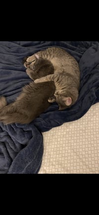 Windy & Stormy - BONDED - Photo 3