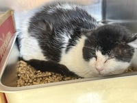 Teddy - NEEDS BARN HOME - Photo 1