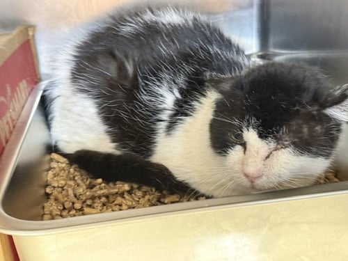 TEDDY - NEEDS BARN HOME - Domestic Short Hair available for adoption