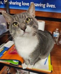 Buster - Photo 3