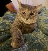 Luna - Photo 3