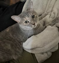 Luna - Photo 4
