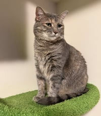 Luna - Photo 2