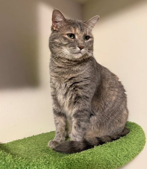 LUNA - Domestic Short Hair available for adoption