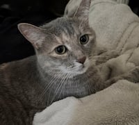 Luna - Photo 1