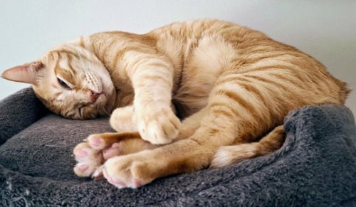 HENDRICKS - Domestic Short Hair available for adoption
