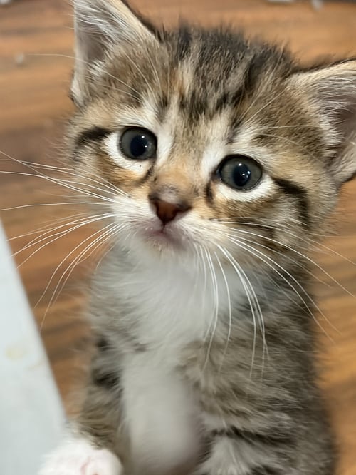 NADIA - Domestic Short Hair available for adoption
