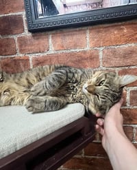 Span Lee - Photo 4