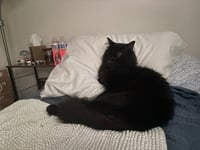 Apollo - Photo 3