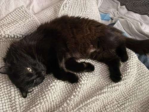 APOLLO - Maine Coon available for adoption