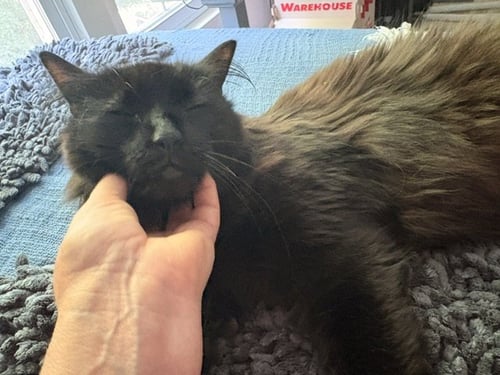 APOLLO - Maine Coon available for adoption