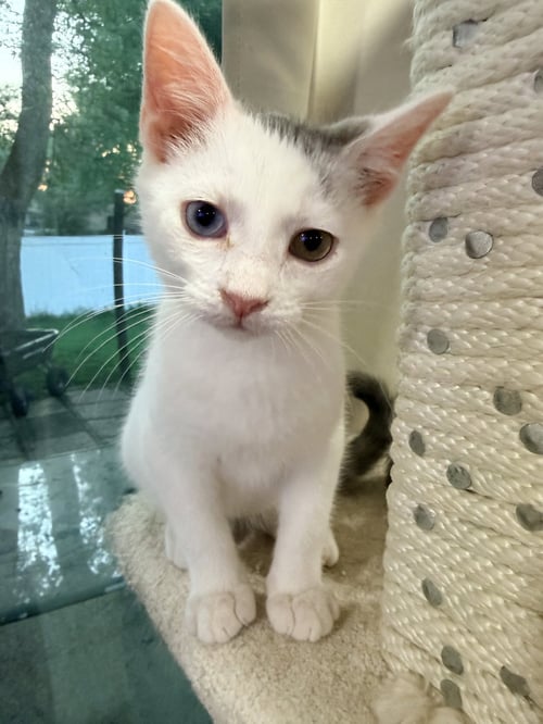 ANGEL - Domestic Short Hair available for adoption