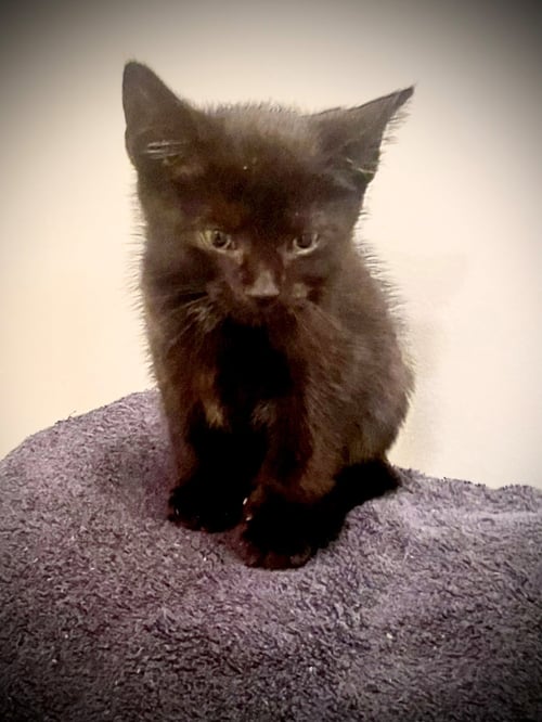 BENTLEY - Domestic Short Hair available for adoption