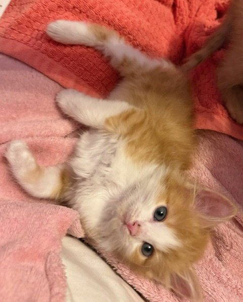 BLAZE - Domestic Medium Hair available for adoption