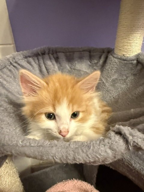BLAZE - Domestic Medium Hair available for adoption