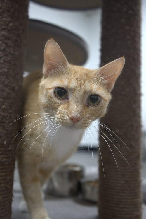 DAISY - Domestic Short Hair available for adoption