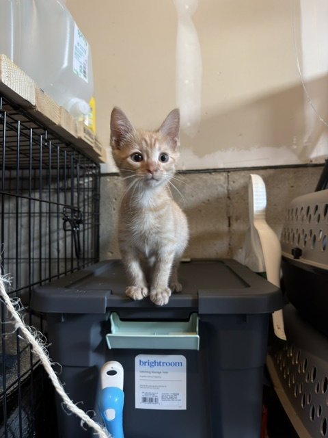 CHEESE - Domestic Short Hair available for adoption