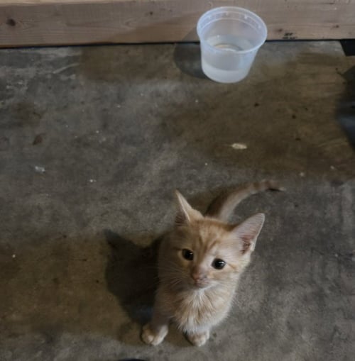 CHEESE - Domestic Short Hair available for adoption