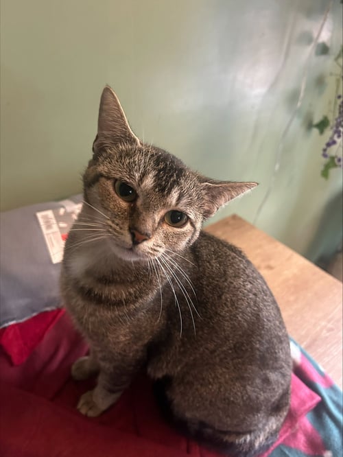 ANGELICA - Abyssinian available for adoption