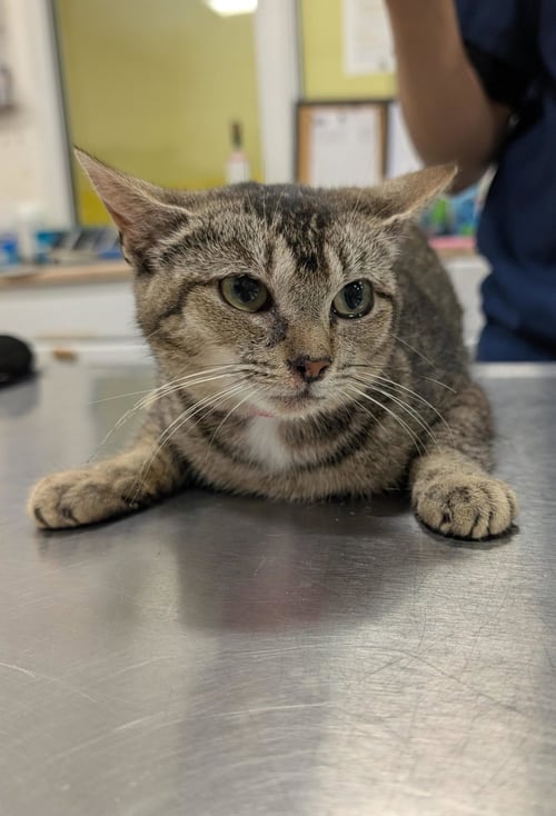 ANGELICA - Abyssinian available for adoption