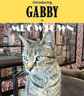 GABBY - Domestic Short Hair available for adoption